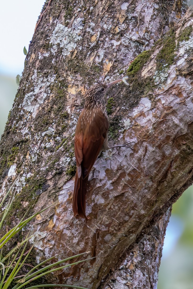 Streak-headed Woodcreeper - Mason Flint