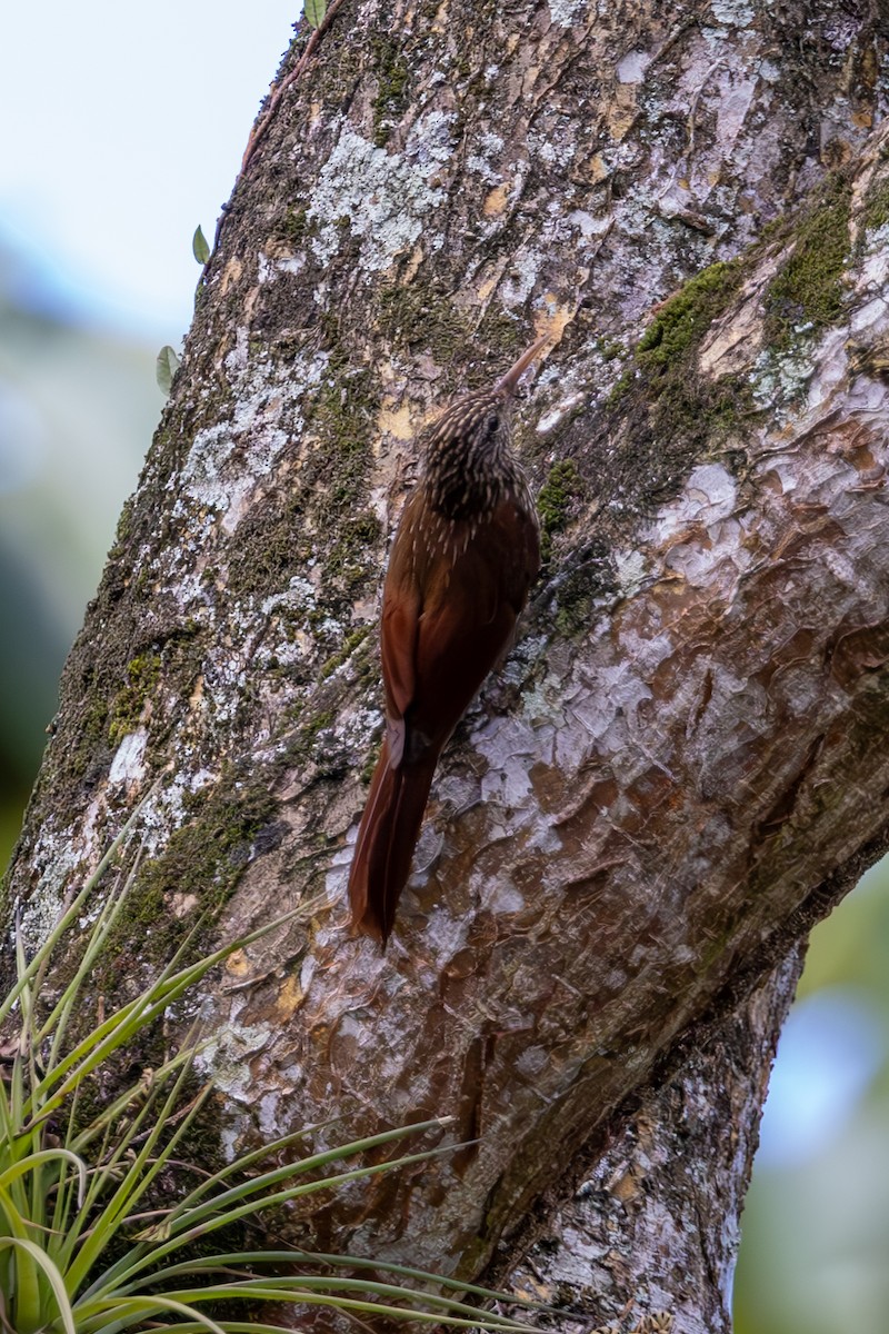 Streak-headed Woodcreeper - Mason Flint