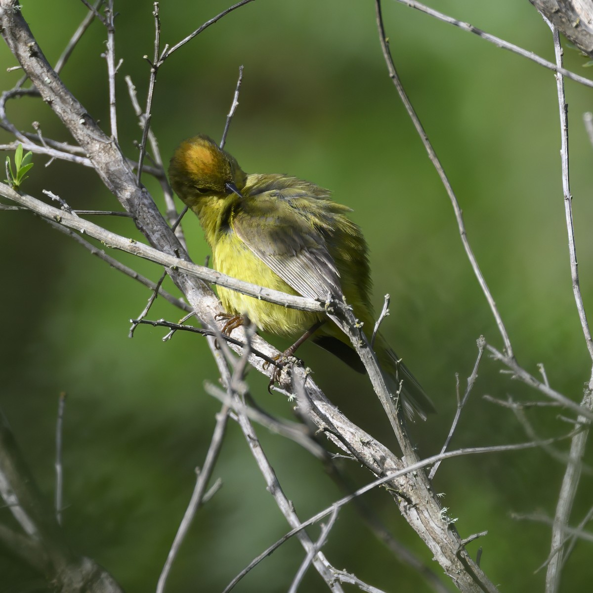 Orange-crowned Warbler - Mike Gifford