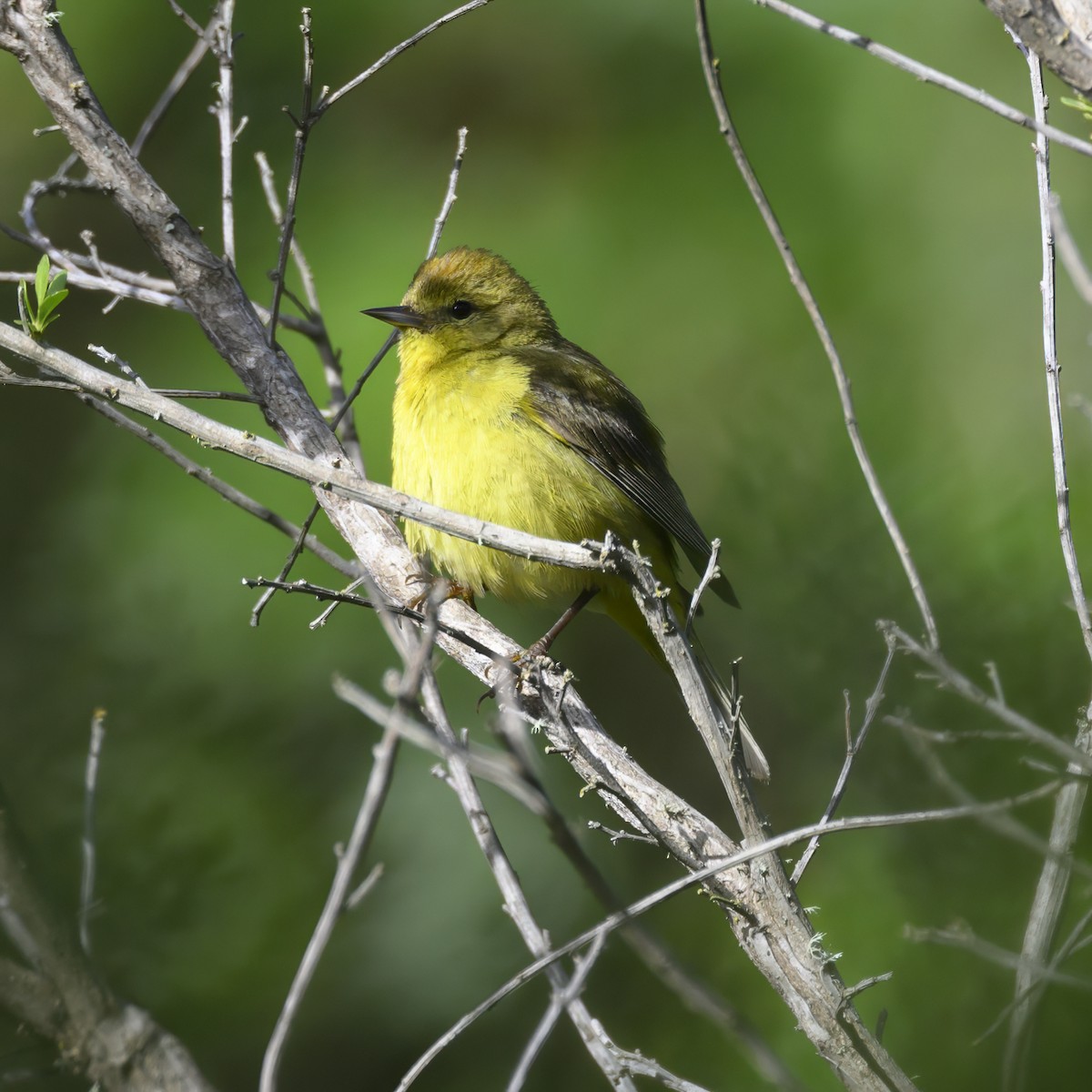 Orange-crowned Warbler - Mike Gifford