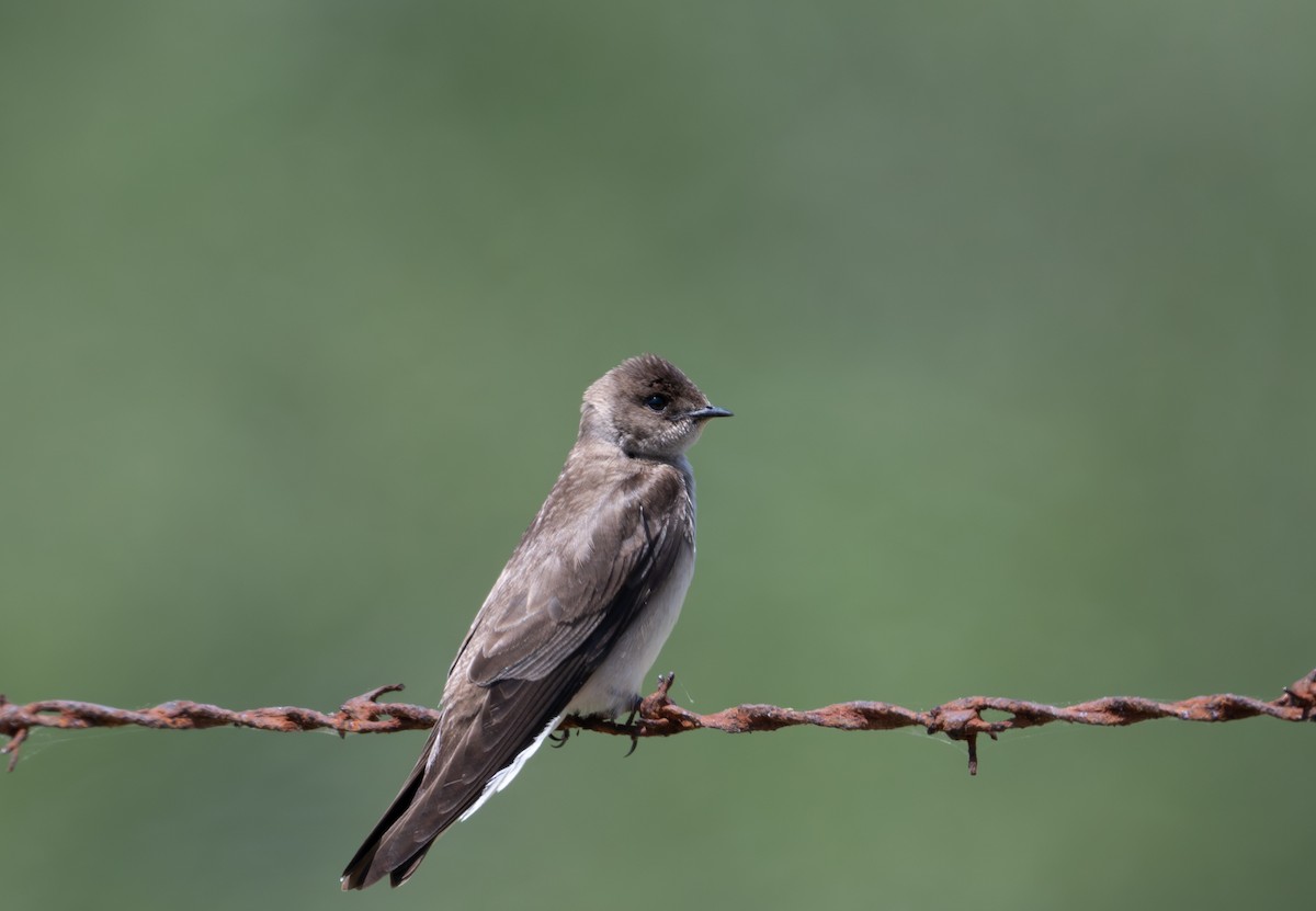 Northern Rough-winged Swallow - Herb Elliott