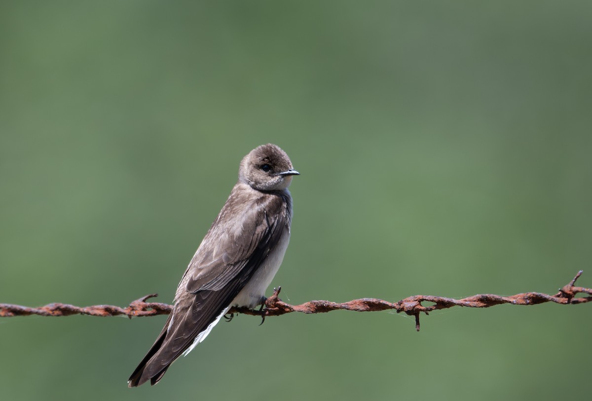 Northern Rough-winged Swallow - Herb Elliott