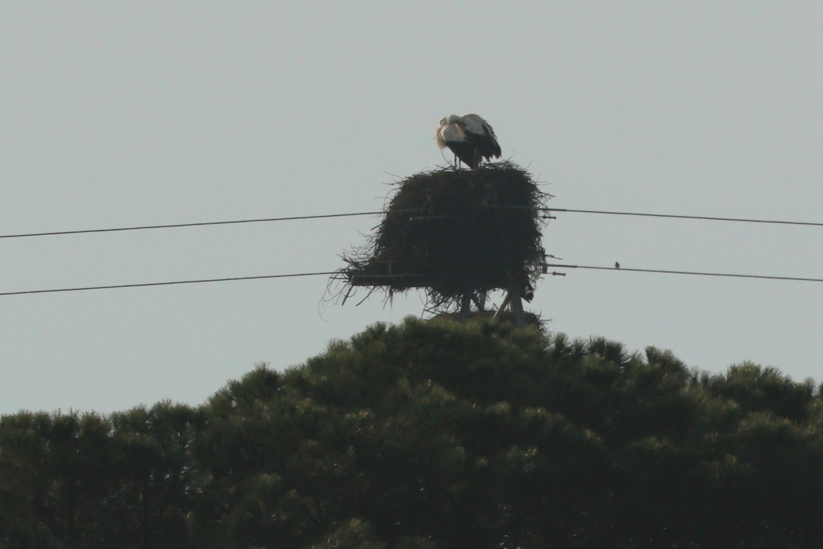 White Stork - Alexandre Hespanhol Leitão