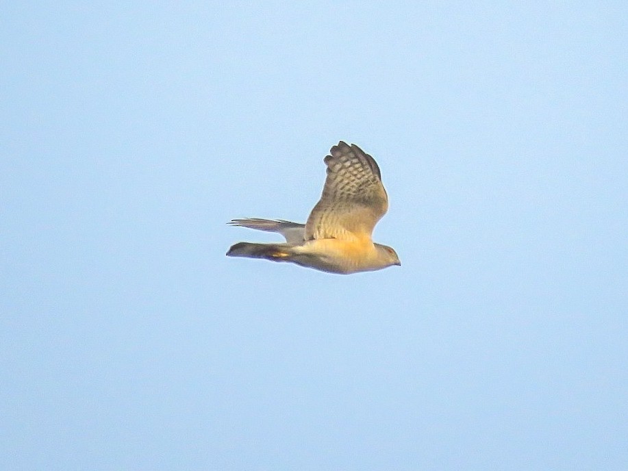 Japanese Sparrowhawk - Falcon Cheng