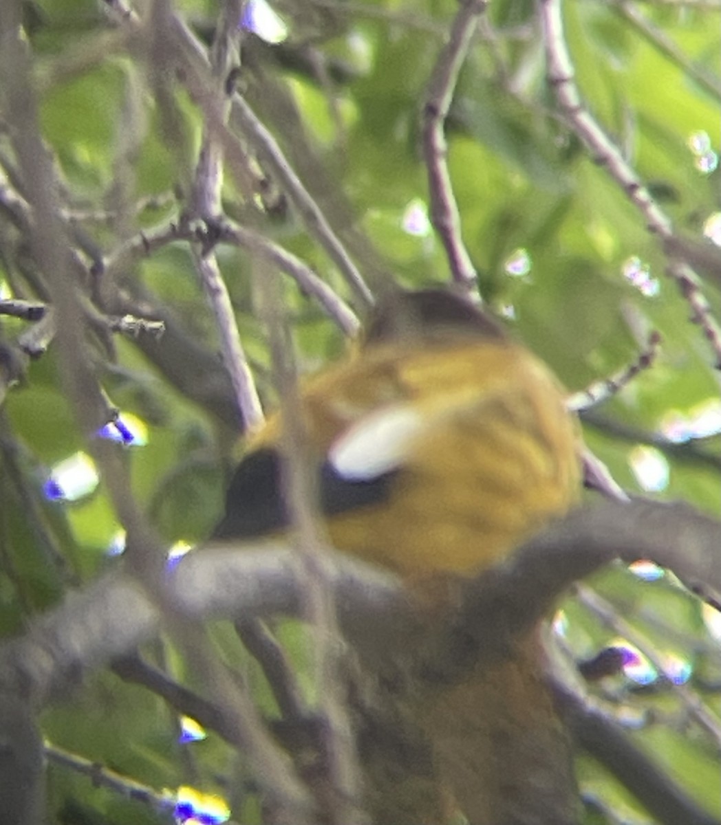 Evening Grosbeak - Anonymous