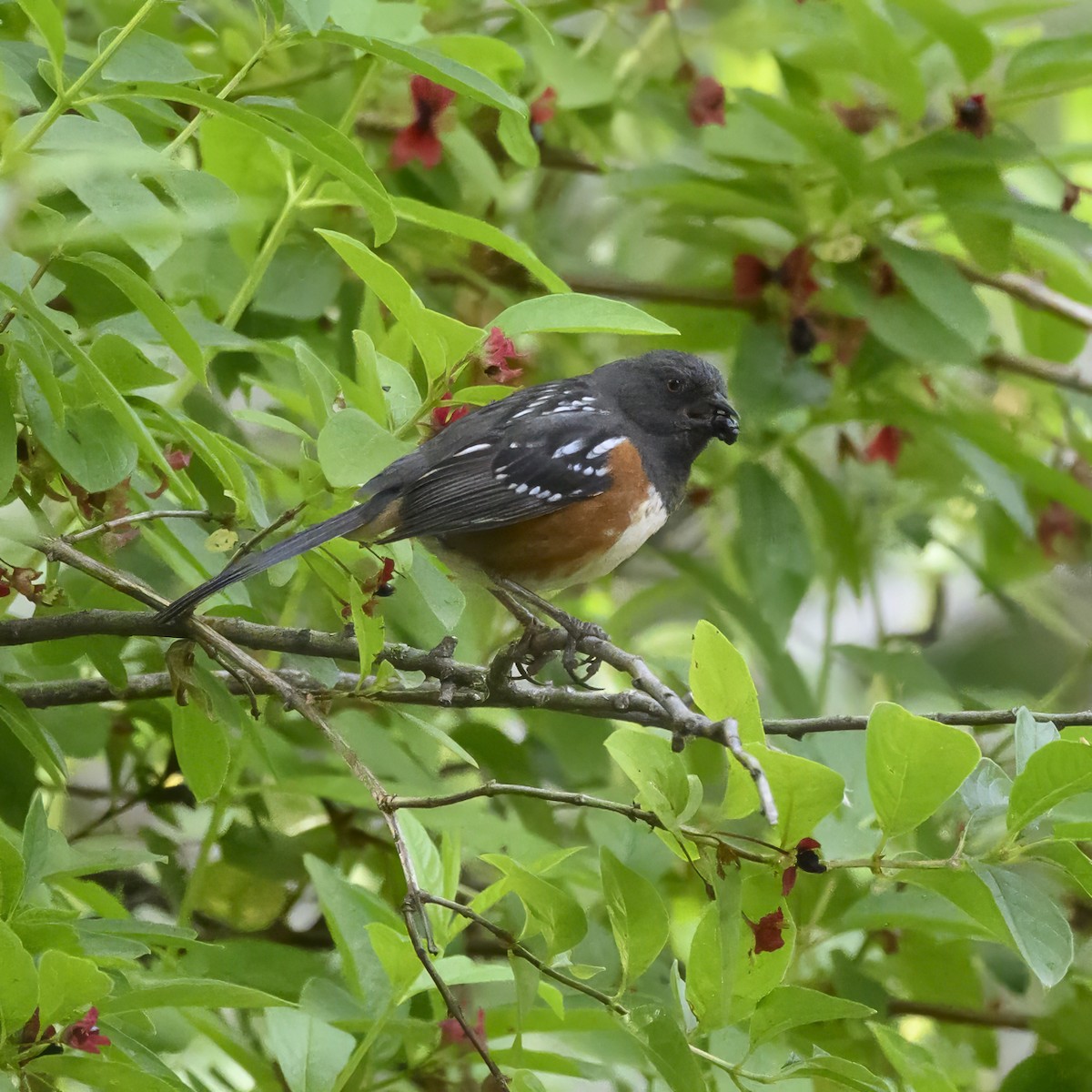 Spotted Towhee - Mike Gifford