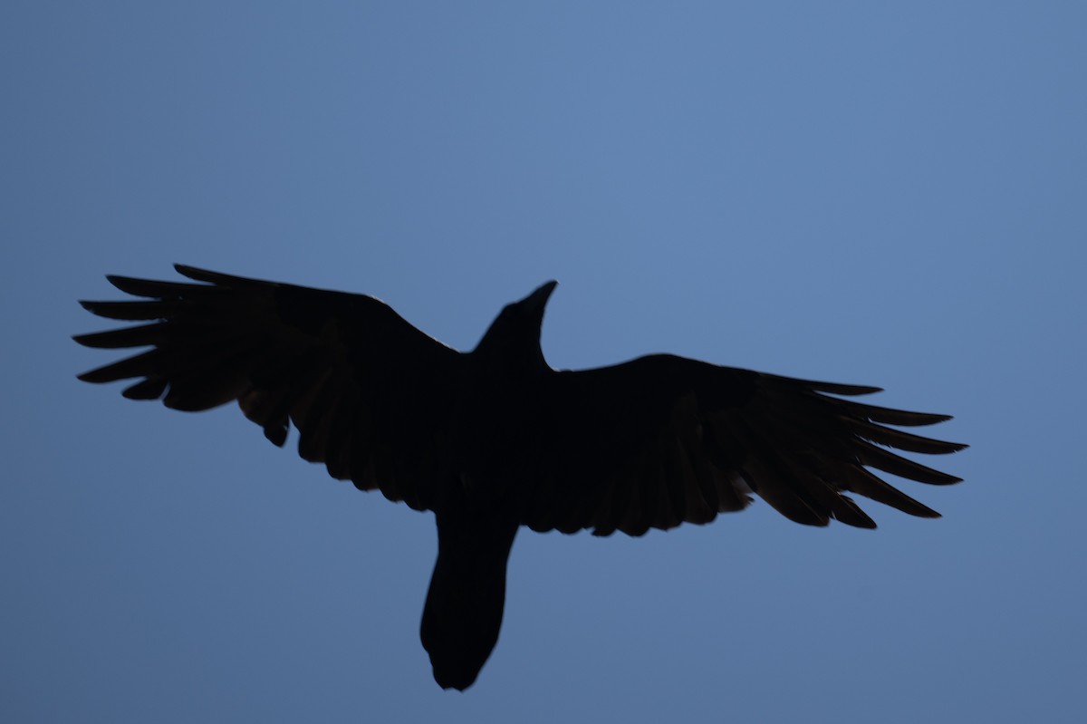 Common Raven - Herb Elliott