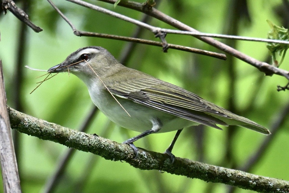 Red-eyed Vireo - Michele Carnerie