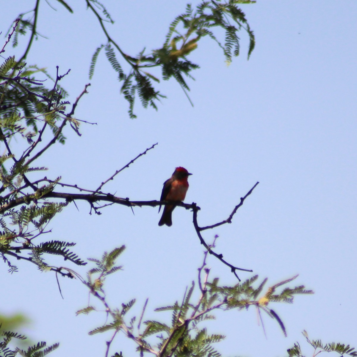 Vermilion Flycatcher - Marsha Painter