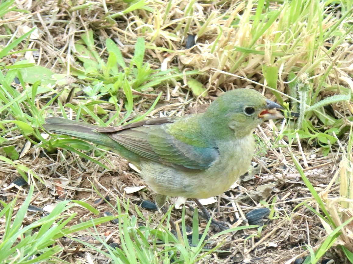 Painted Bunting - Holly Key