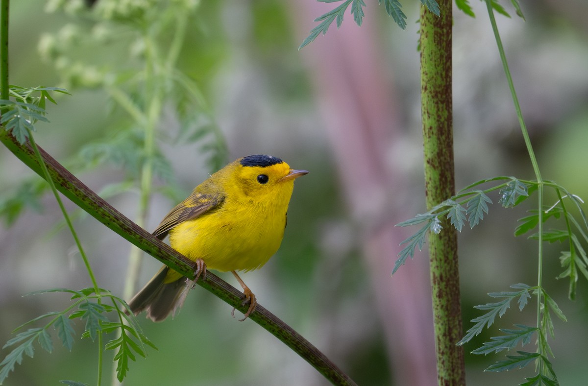 Wilson's Warbler - Herb Elliott