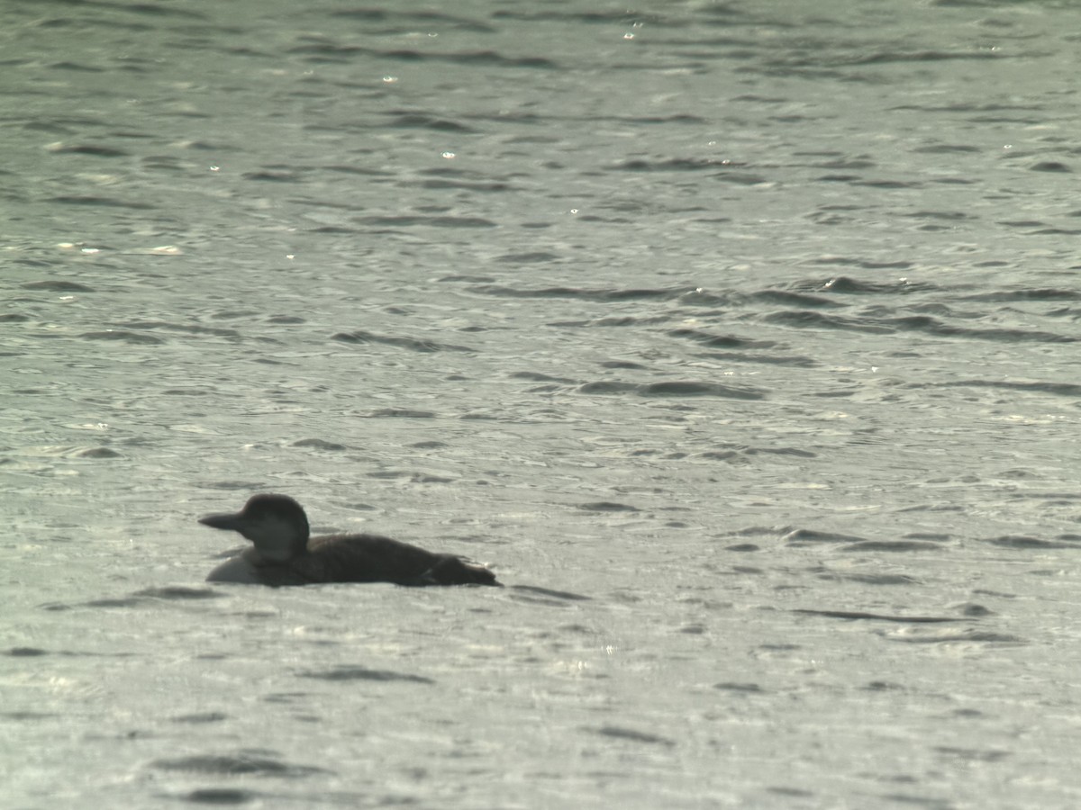 Common Loon - Doug Fishman