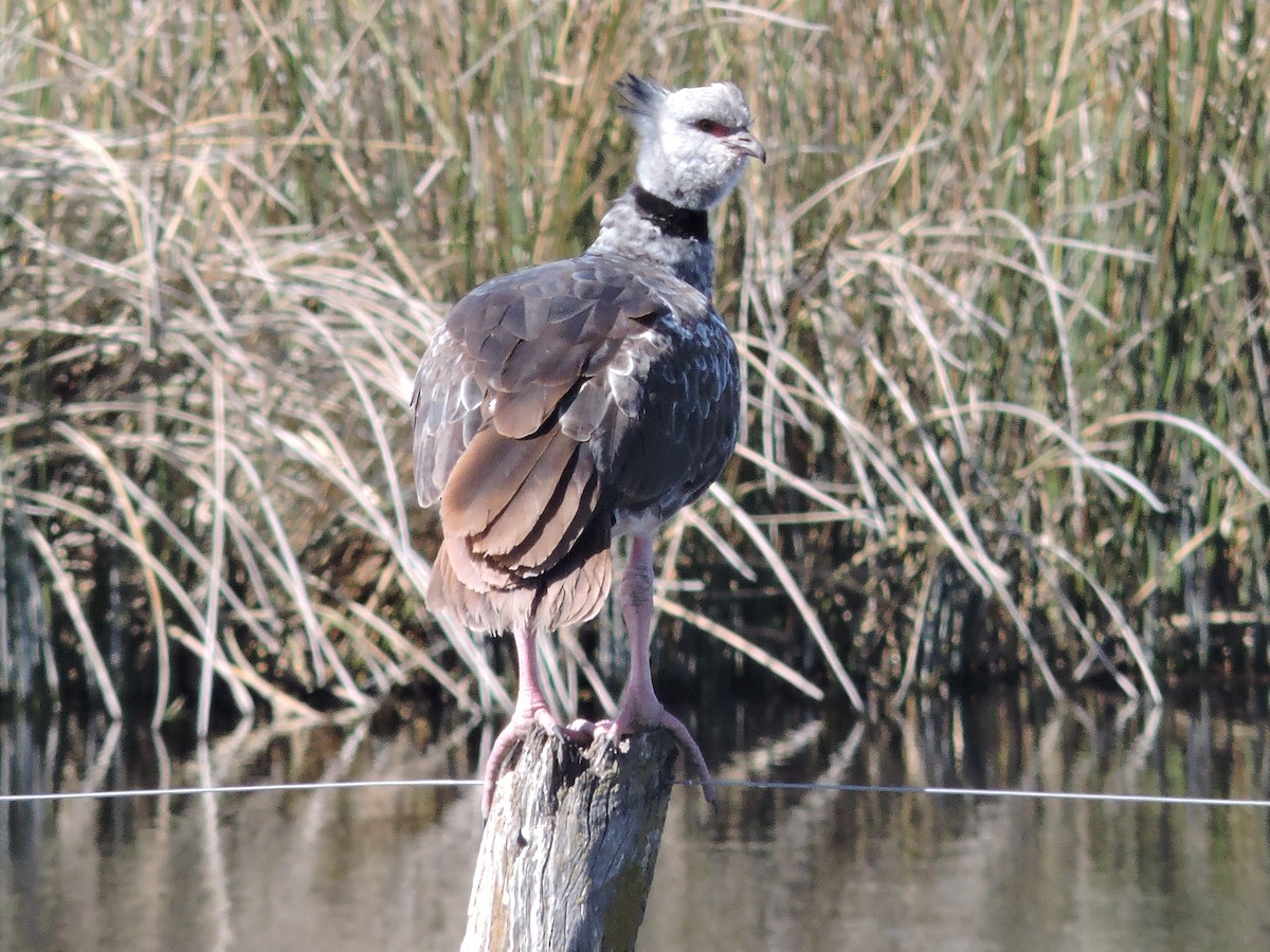 Southern Screamer - Más Aves