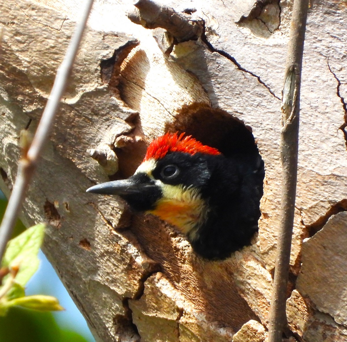 Acorn Woodpecker - Lynn Scarlett