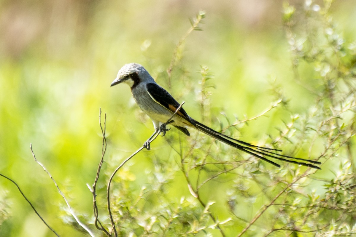 Streamer-tailed Tyrant - Luiz Carlos Ramassotti