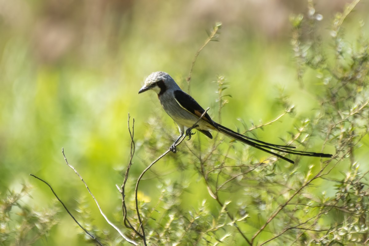 Streamer-tailed Tyrant - Luiz Carlos Ramassotti