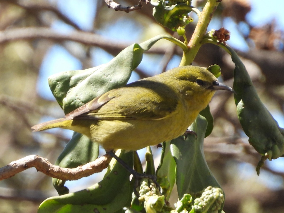 Hawaii-Amakihikleidervogel - ML619416694