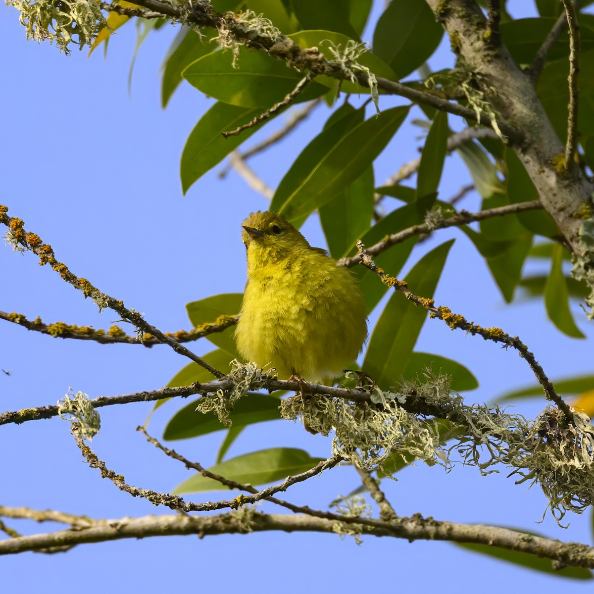 Orange-crowned Warbler - Mike Gifford