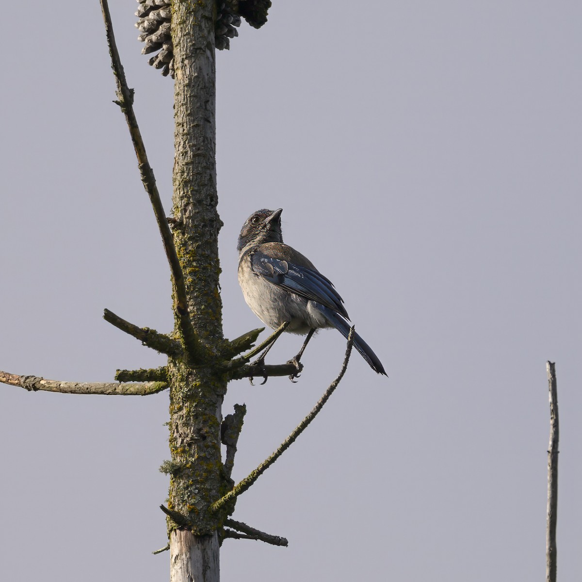 California Scrub-Jay - ML619416706