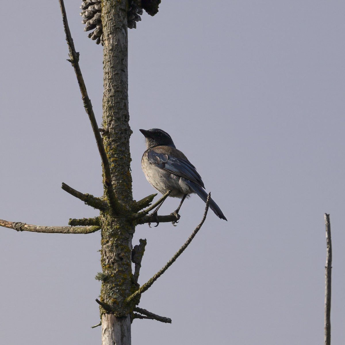 California Scrub-Jay - ML619416707