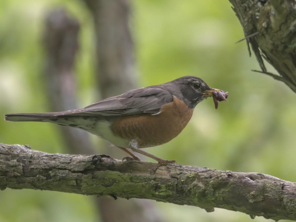 American Robin - Justin Kolakowski