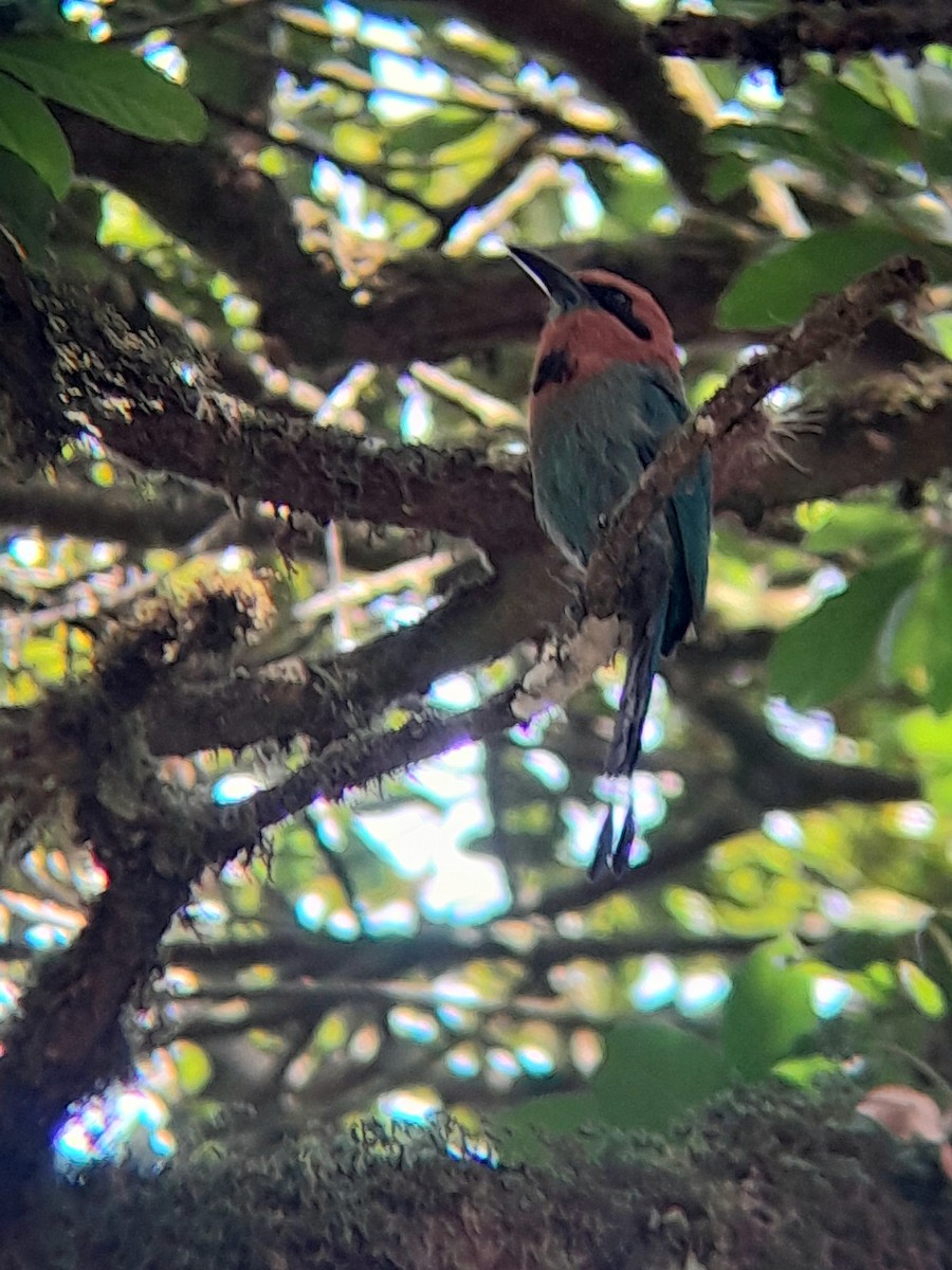 Motmot à bec large - ML619416715