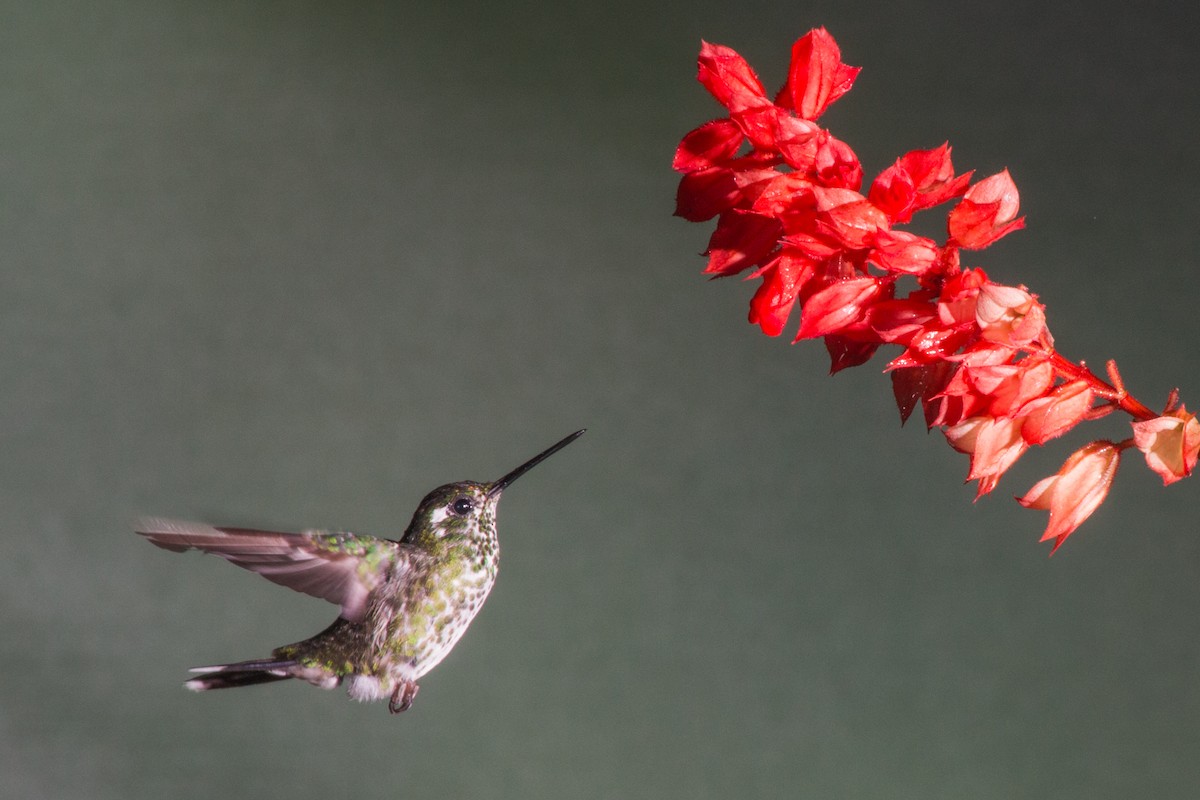 Purple-bibbed Whitetip - Nancy Davis