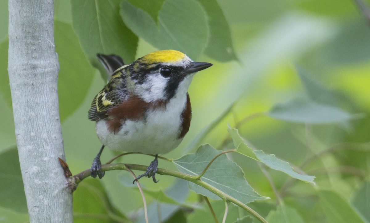 Chestnut-sided Warbler - Tom Devecseri