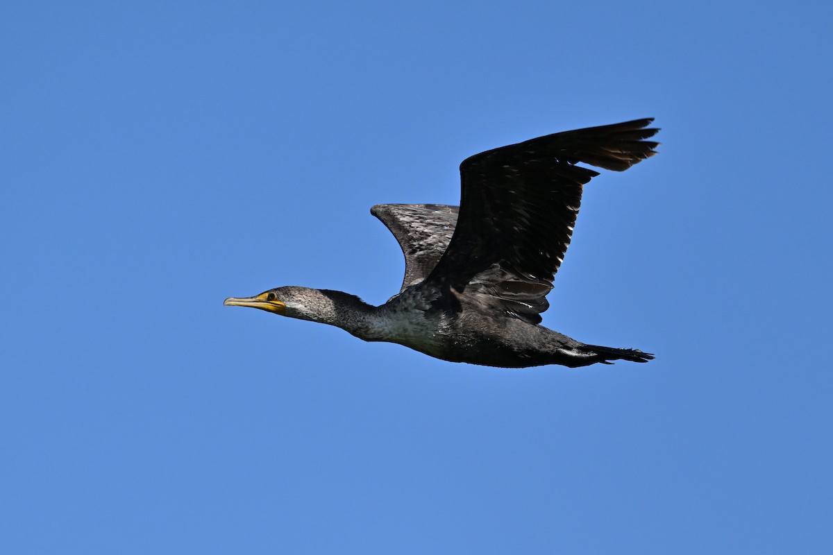 Double-crested Cormorant - Buck Lee