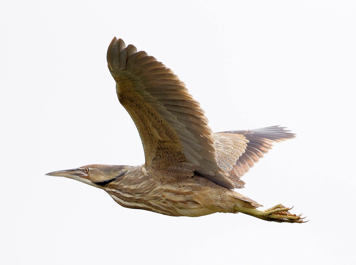 American Bittern - ML619416743