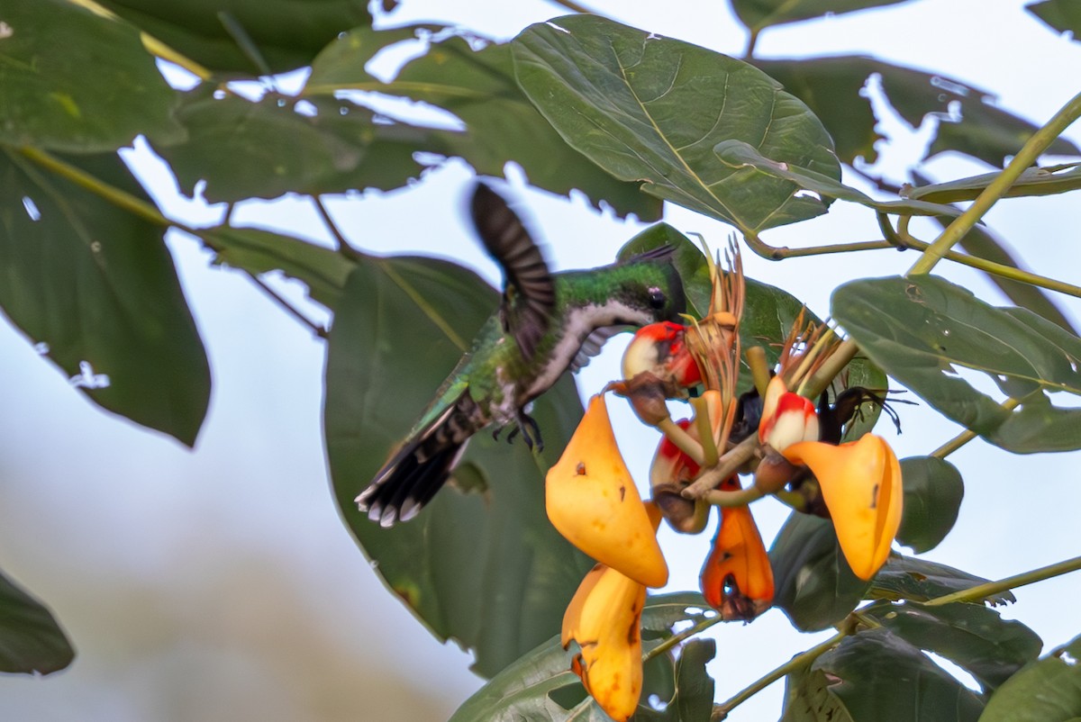 Green-breasted Mango - Mason Flint