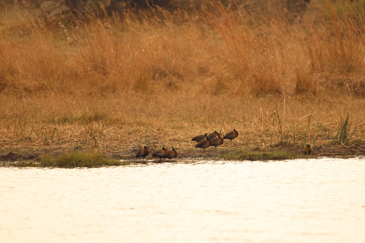 White-faced Whistling-Duck - Ada Alden