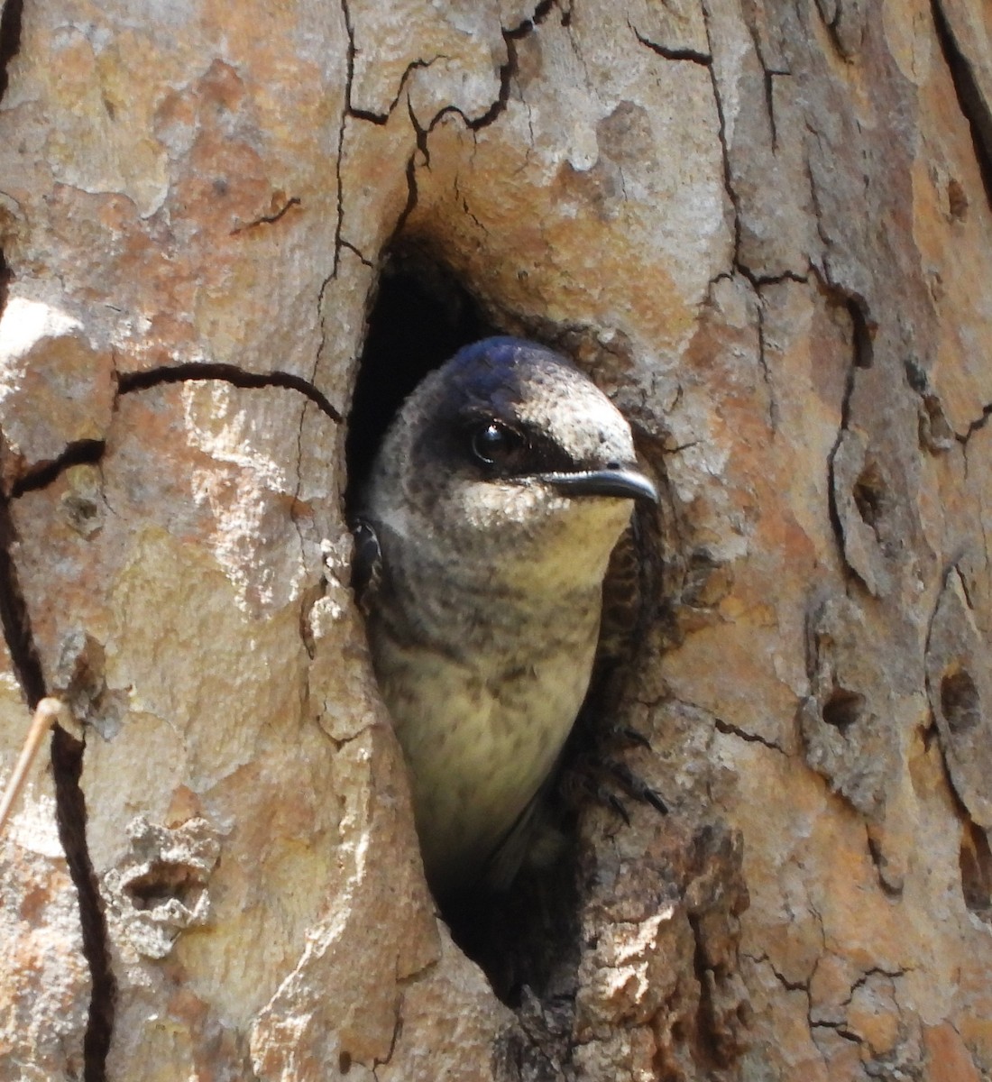 Purple Martin - ML619416751