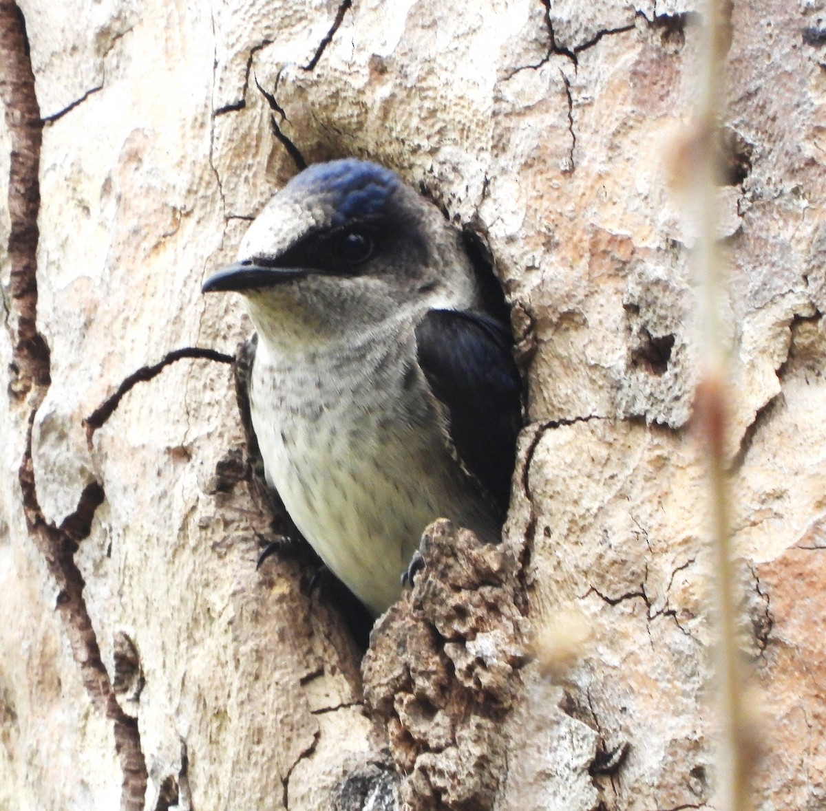 Purple Martin - ML619416752