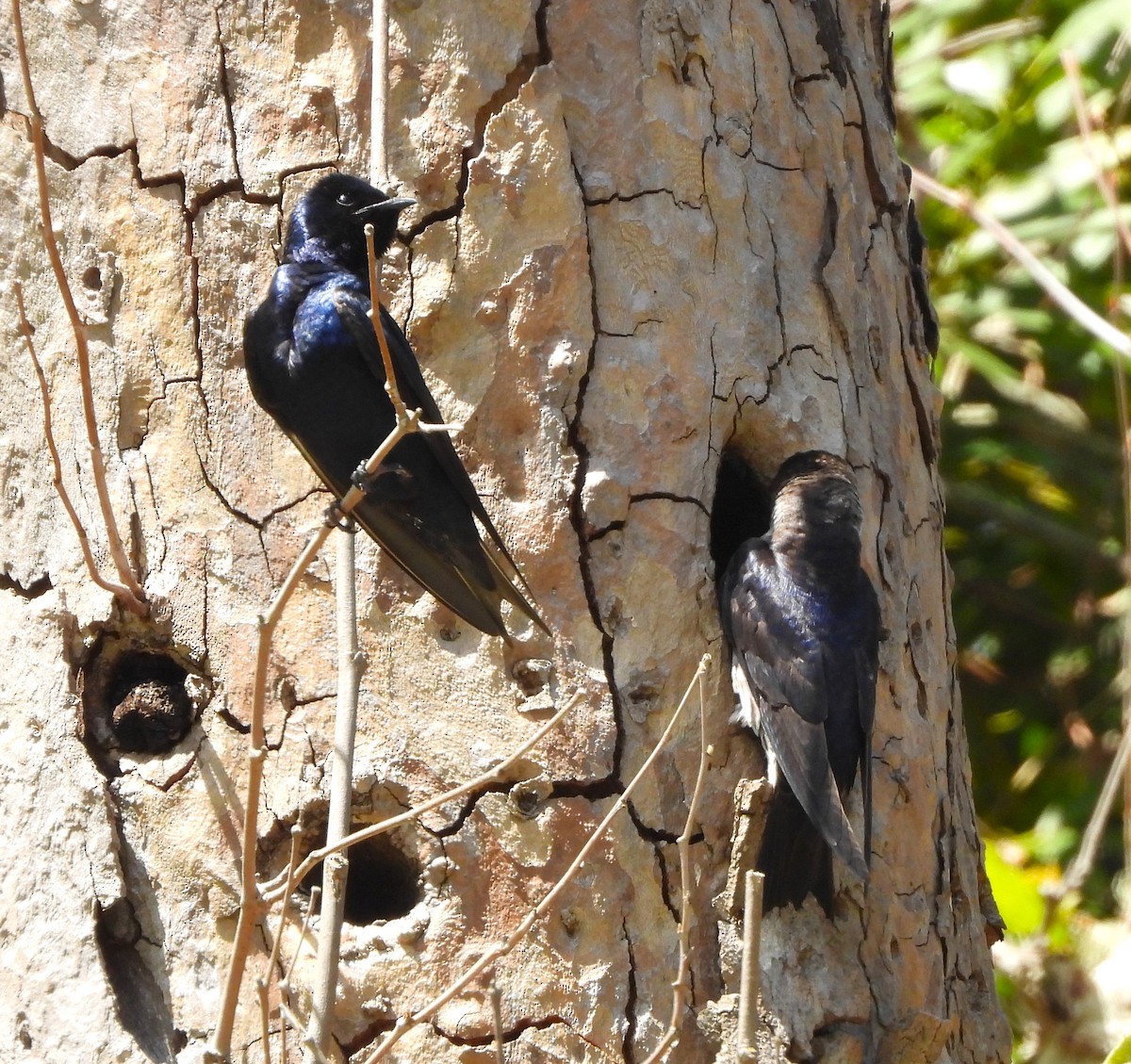 Purple Martin - ML619416754