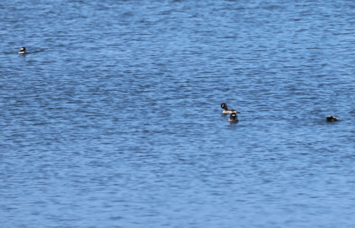 Bufflehead - burton balkind