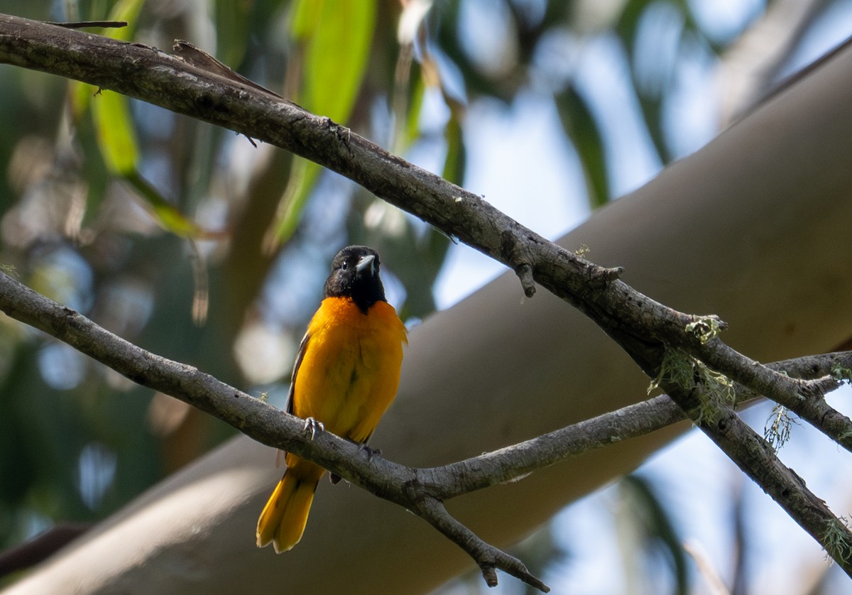 Baltimore Oriole - Herb Elliott