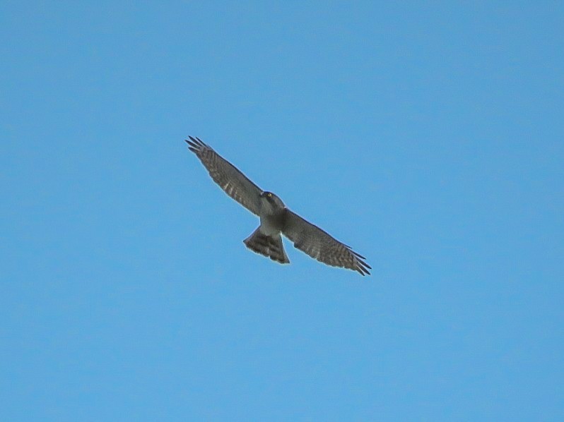 Japanese Sparrowhawk - Falcon Cheng