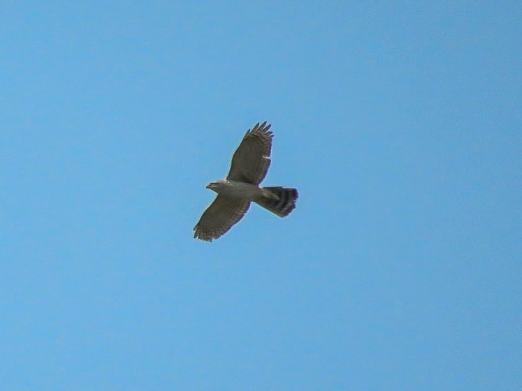 Eurasian Goshawk - Falcon Cheng