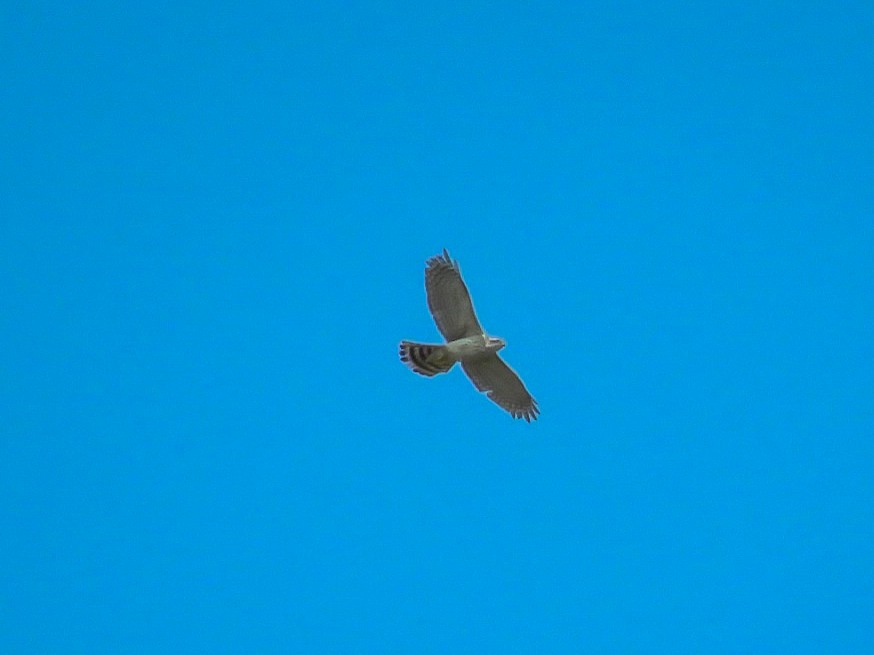 Eurasian Goshawk - Falcon Cheng