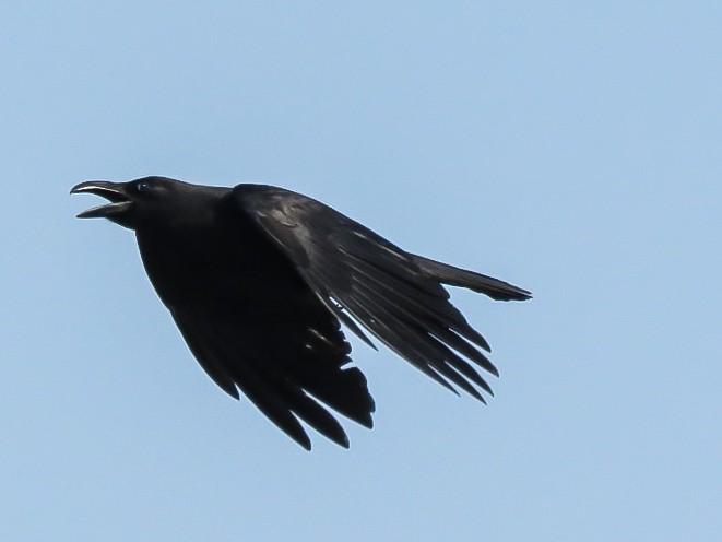 Large-billed Crow - Falcon Cheng