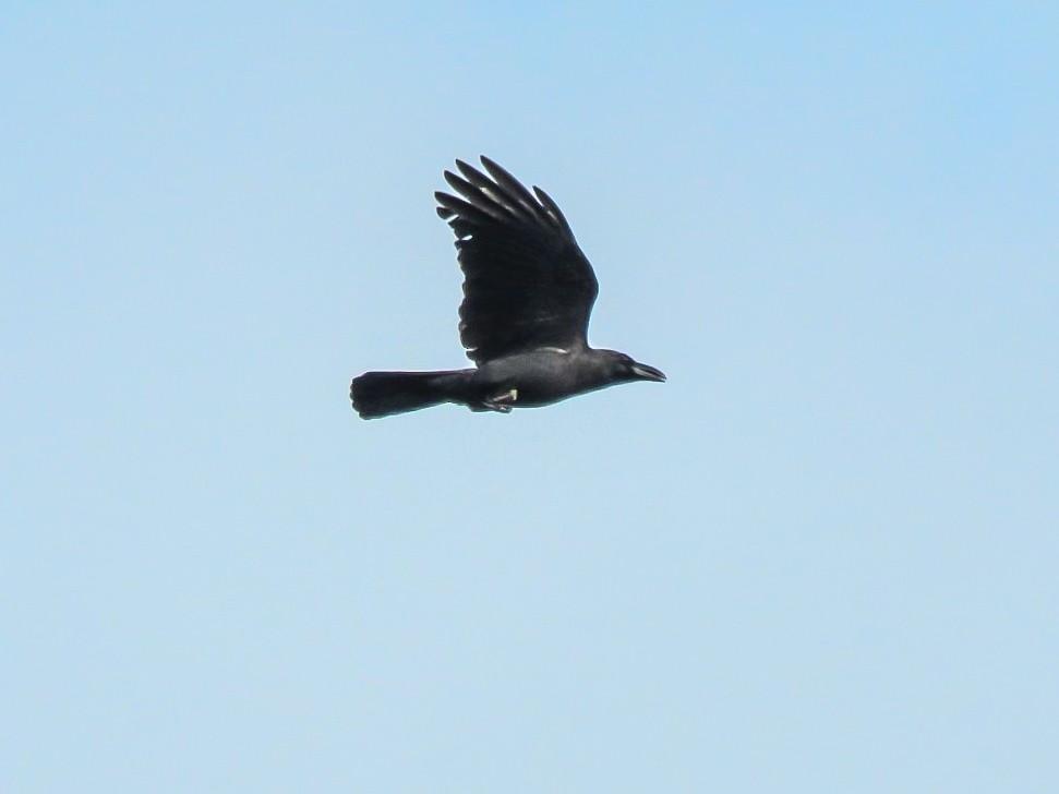 Large-billed Crow - Falcon Cheng