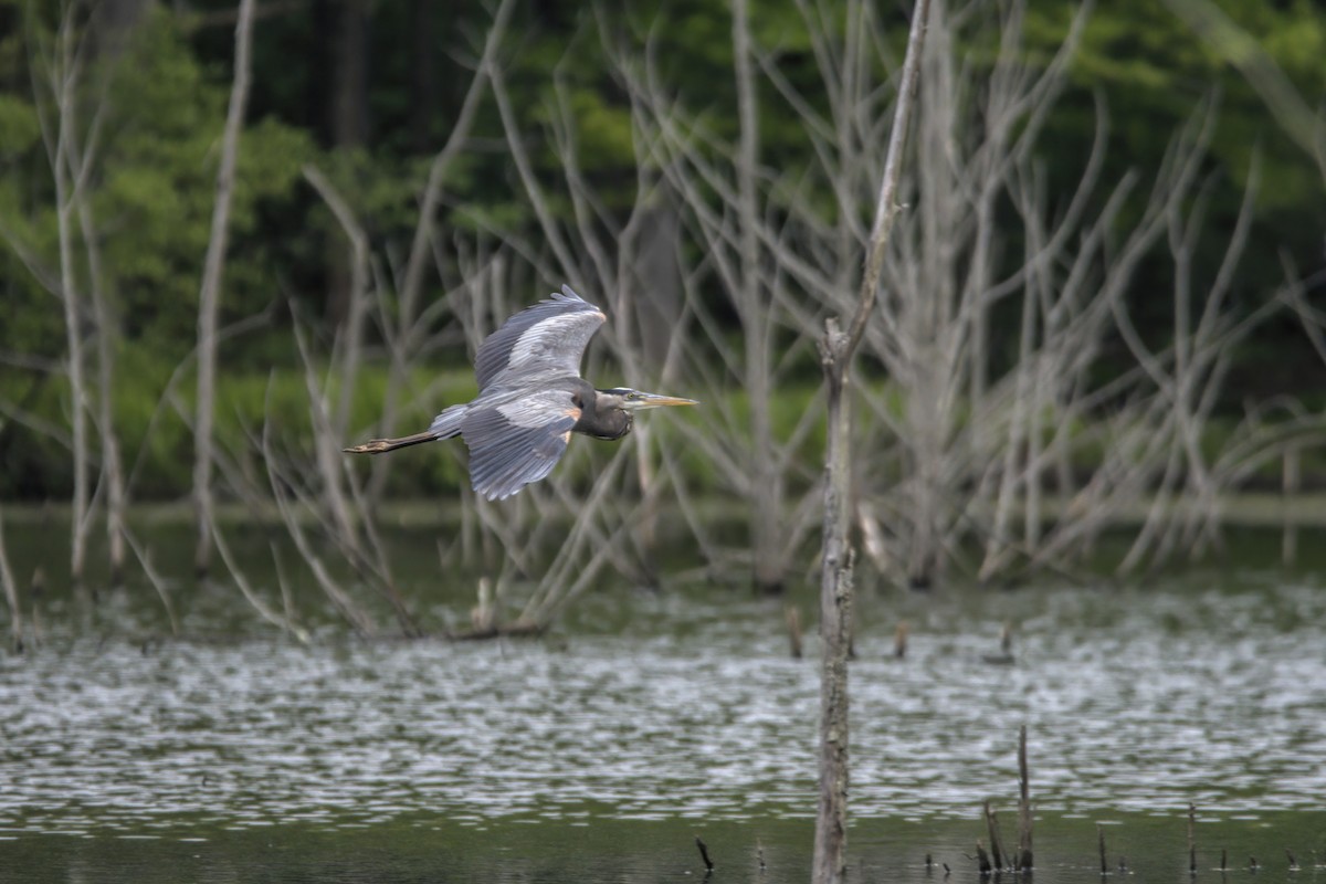 Great Blue Heron - Justin Kolakowski