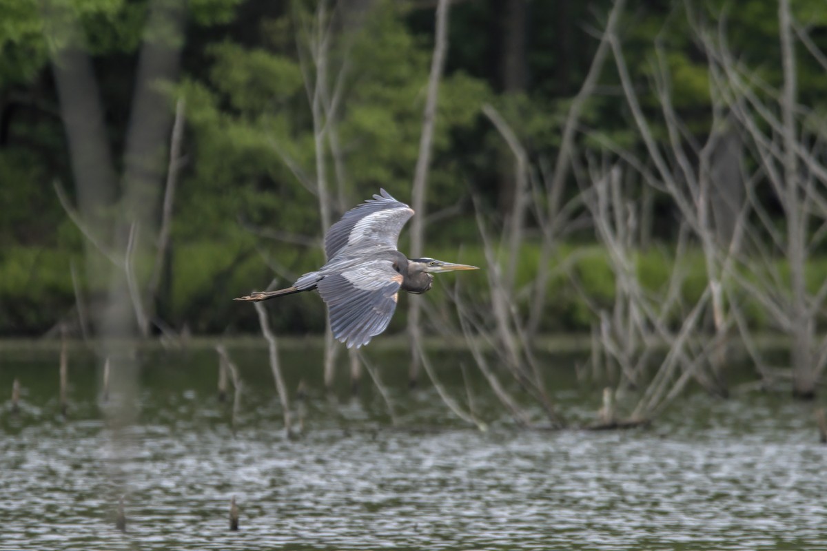 Great Blue Heron - Justin Kolakowski