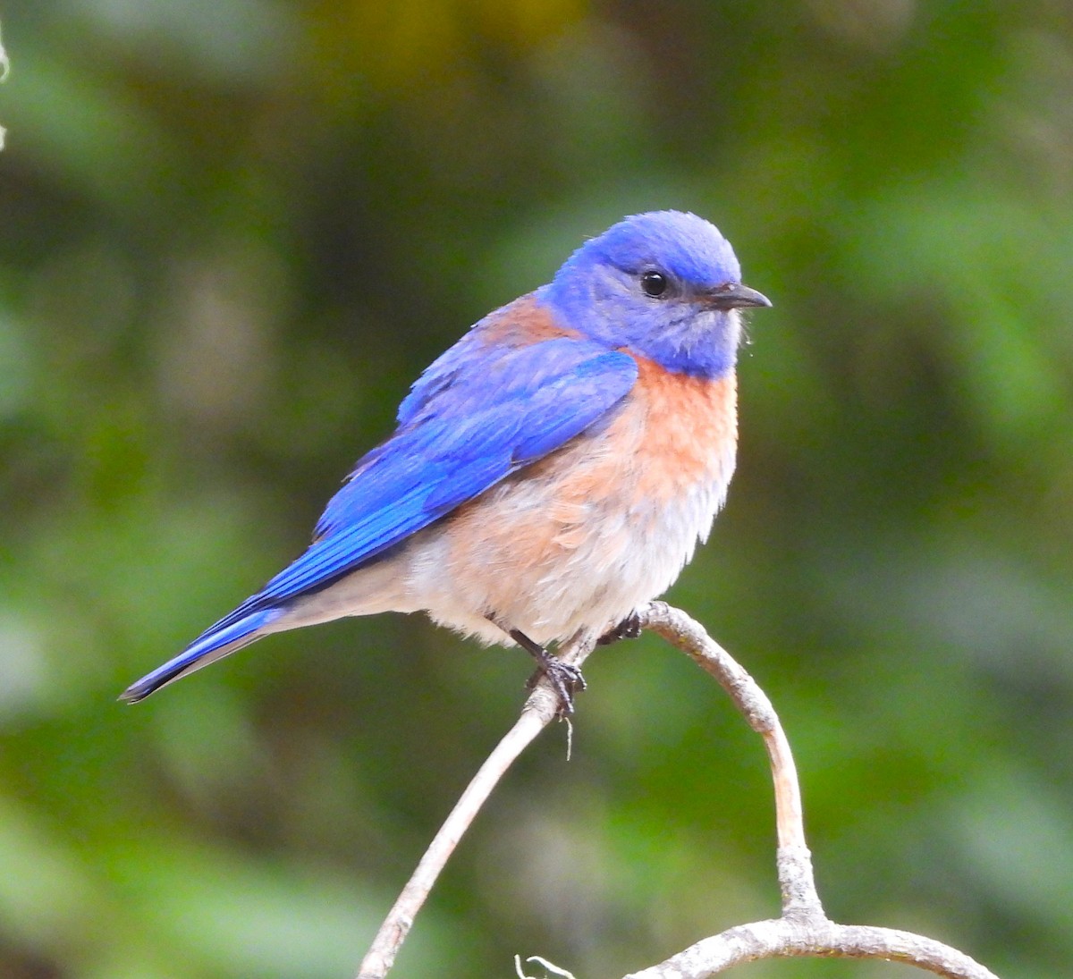 Western Bluebird - Lynn Scarlett