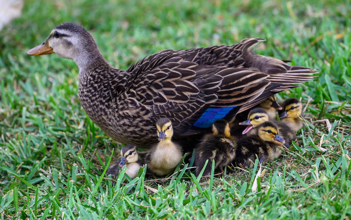 Mottled Duck - Patti Koger