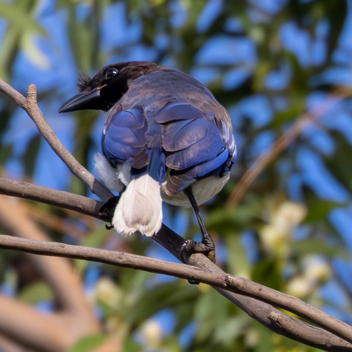 Curl-crested Jay - ML619416815