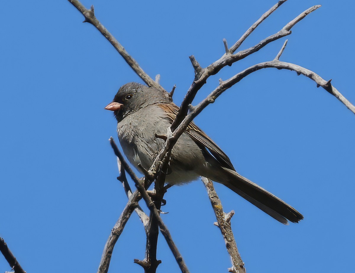 Black-chinned Sparrow - David Ekdahl