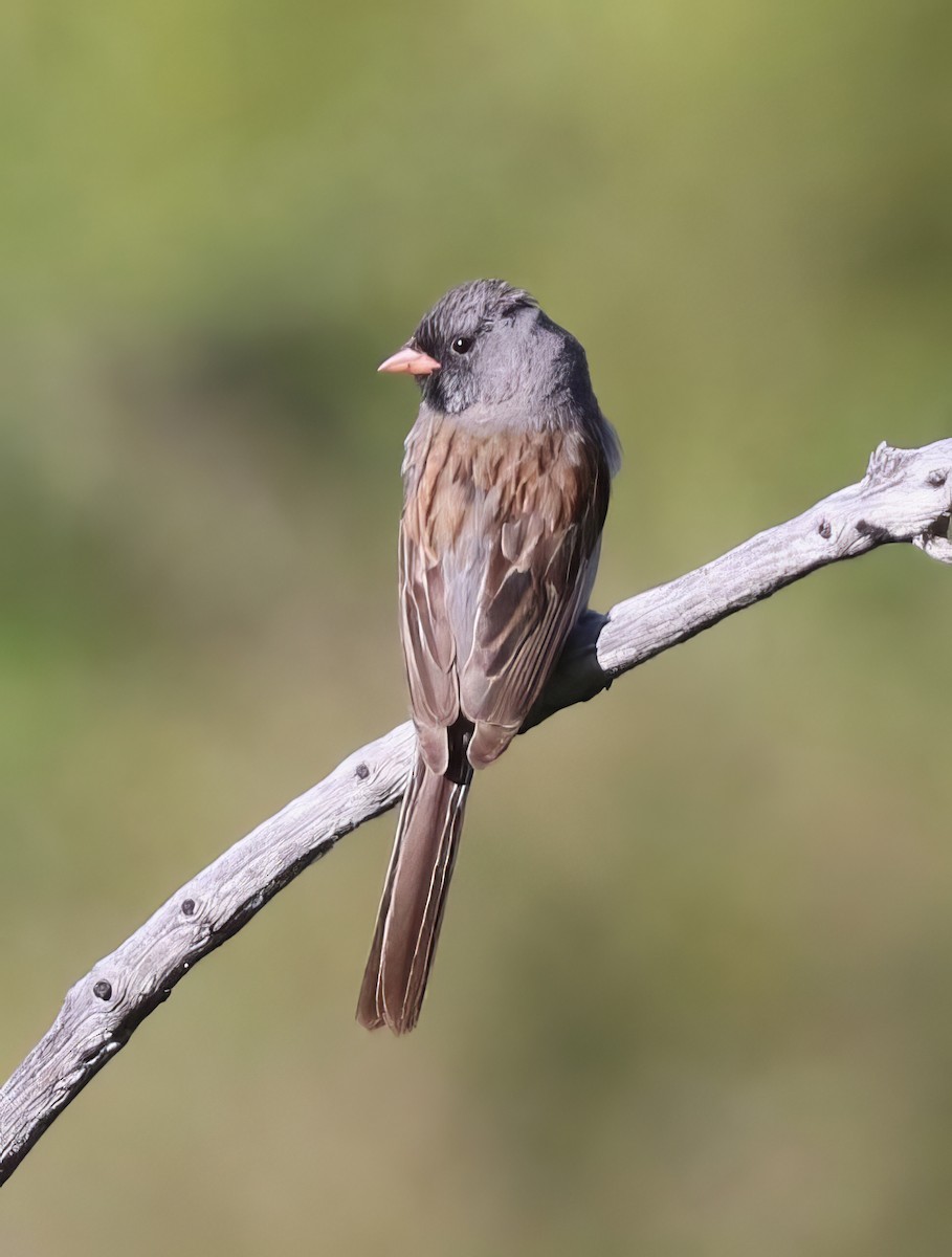 Black-chinned Sparrow - David Ekdahl