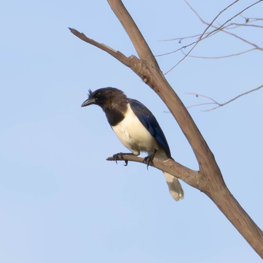 Curl-crested Jay - ML619416823